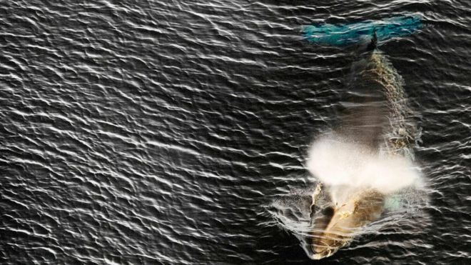 a minke whale in the Ross Sea in Antarctica