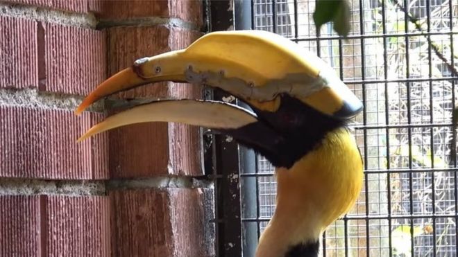 The Hornbill in its wildlife park home