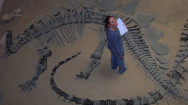 Доктор Мейдмент изучает образец стегозавра, выставленный в Доисторическом музее в Прайсе, штат Юта