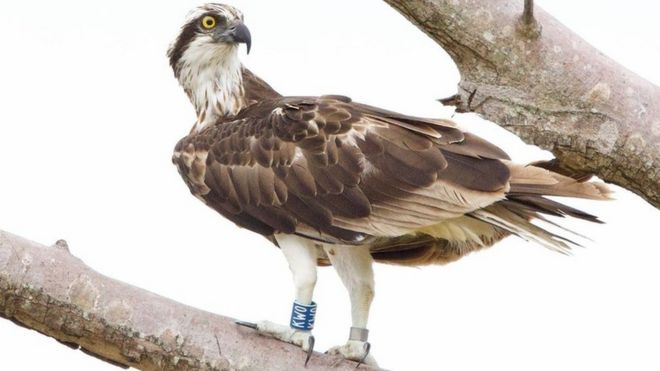 Britain's birds of prey are back from the brink of extinction – and live on  webcam, Birds