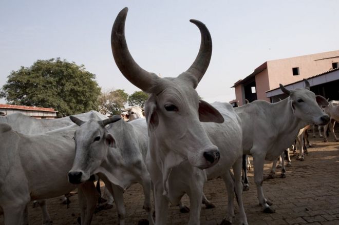 Приют для крупного рогатого скота Индии