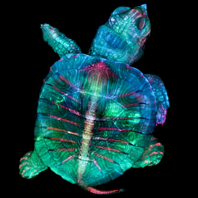 Embrión de tortuga fluorescente