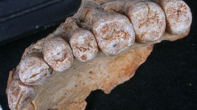 Dentadura de Misliya.