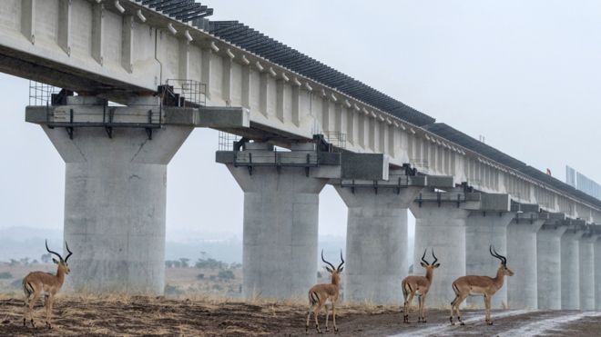 肯尼亞內羅畢國家公園，黑斑羚在高架鐵路線下行走