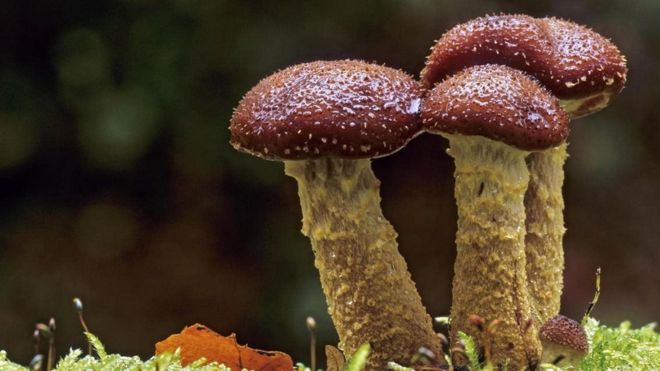 कई जगंलों को निगलने वाला 'महादैत्य' मशरूम