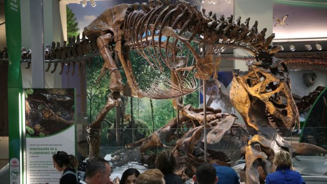 Тираннозавр Рекс на выставке в Смитсоновском институте в июне 2019 года