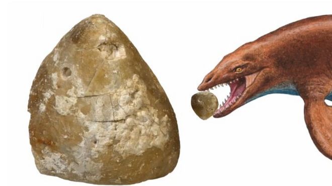 Danish Sea Urchin Fossil Reveals Ancient Drama Bbc News