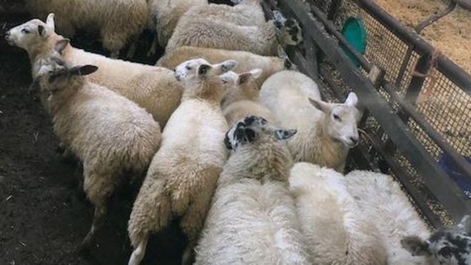 Овцы найдены полицией
