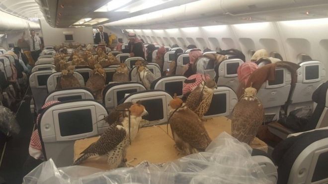 Varios halcones dentro de un aeronave de una línea de Medio Oriente.