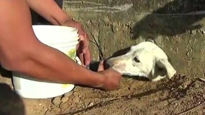 A dog trapped in San Martin, Peru.