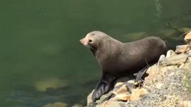 The Dunedin seal