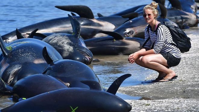 ظهرت مئات الحيتان على أحد شواطئ نيوزيلاندا، عشرات المتطوعين يحاولون إنقاذهم.