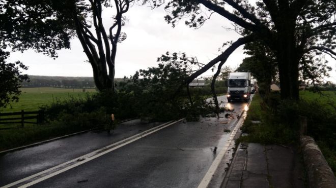 Кингхольмская дорога в Дамфрисе была заблокирована упавшим деревом