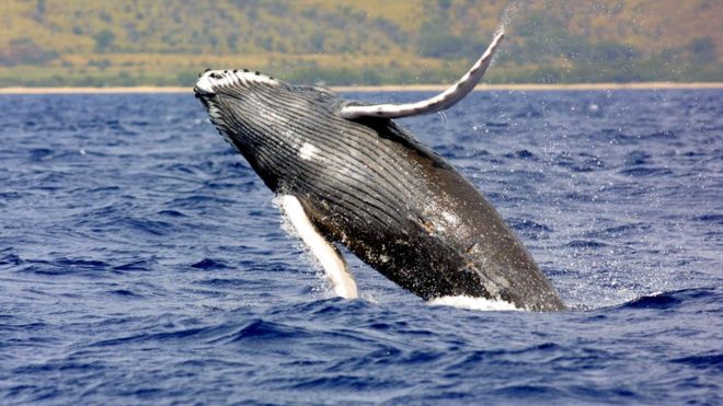 Фото горбатого кита
