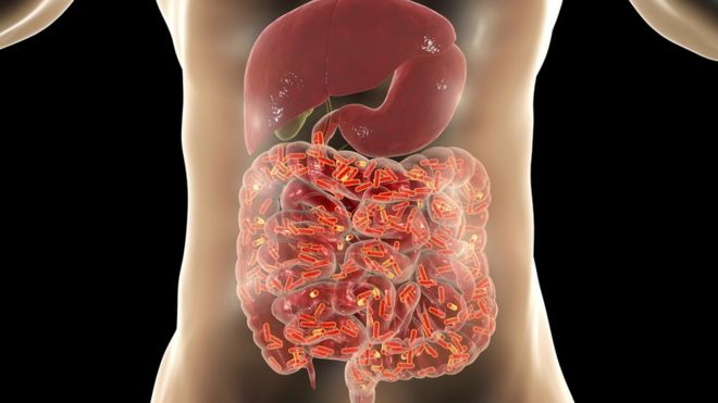Ilustración del intestino e hígado