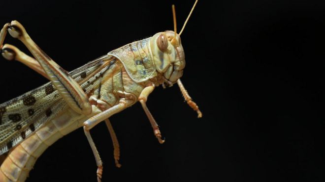 வெட்டுக்கிளி