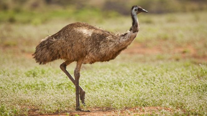 Emu je zaštićena vrsta u Australiji