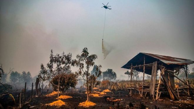 Kebakaran Hutan Di Kalimantan Tengah: Putusan MA Bebaskan Perusahaan ...