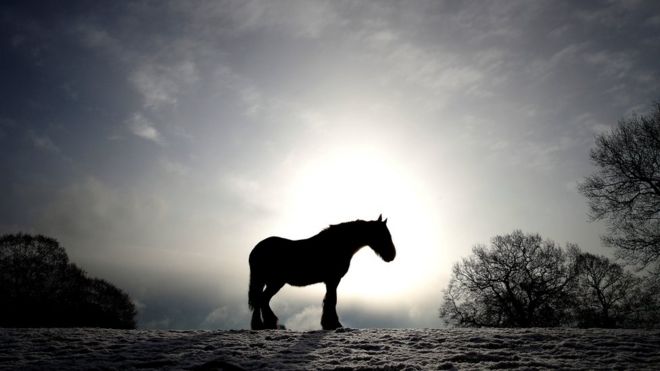 Лошадь, в силуэте, на заснеженных полях