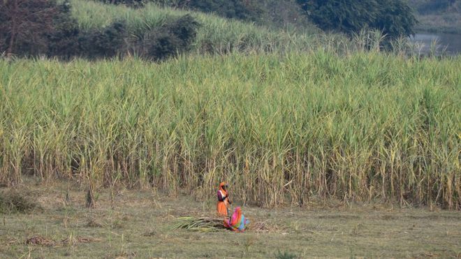 Эта фотография, сделанная 6 декабря 2018 года, показывает, что индийский фермер собирает урожай сахарного тростника в поле на окраине Айодхьи в северном штате Уттар-Прадеш