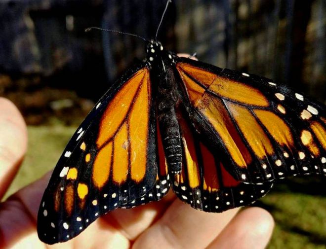 Бабочка с неподвижным крылом