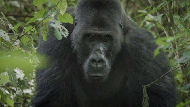 Clonación: por qué causa polémica el primer mono Rhesus clonado que  presentaron científicos chinos - BBC News Mundo