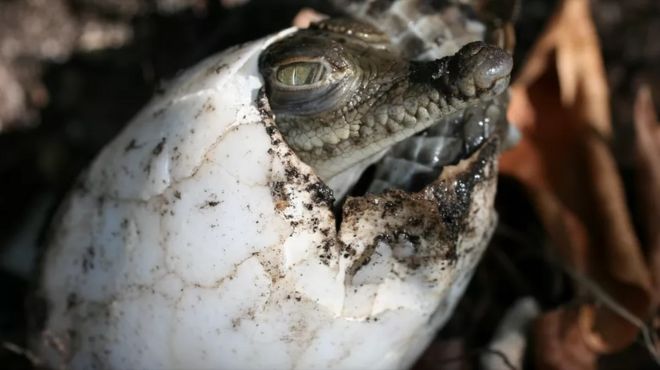 Buaya hamil