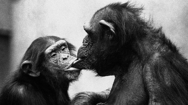 Bebé chimpancé muerde el labio de su madre