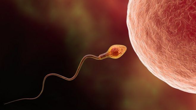 Ilustração de um óvulo e espermatozoide humano