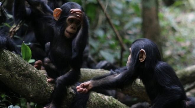 Bahasa isyarat primata