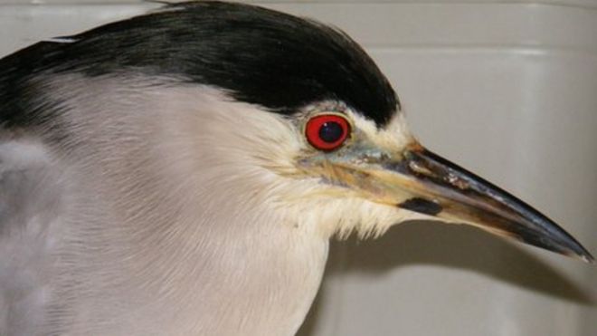 Photographer captures first night herons to breed in UK - BBC News Photographer captures first night herons to breed in UK - BBC News