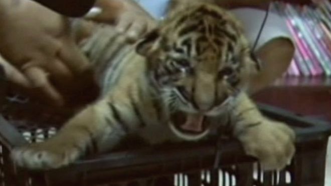 Orphaned tigers play fight at the Tiger Temple in Thailand.