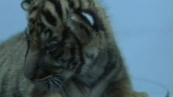 Chaos, Questions Surround Temple as Tigers Seized