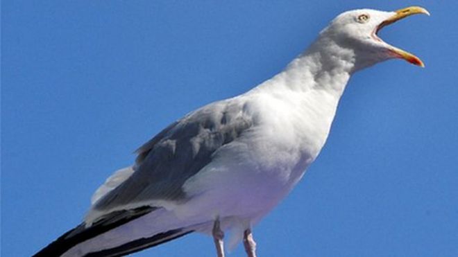 seagull proof bin bolsas
