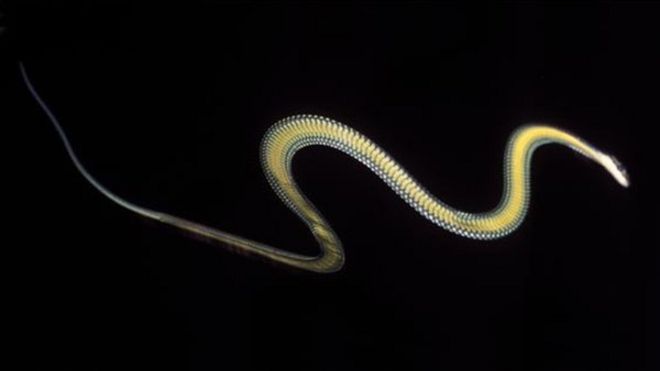 Snake walk: The physics of slithering - BBC News