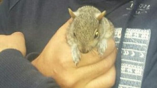 Drunk Squirrel Causes Hundreds Of Pounds Of Damage c News