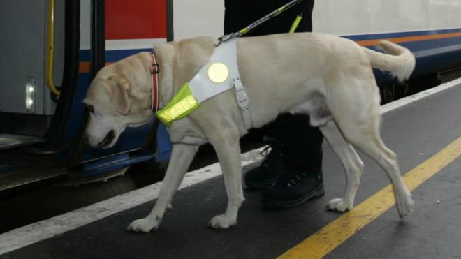 what happens when a guide dog retires