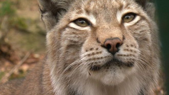 Eurasian Lynx Position Statement