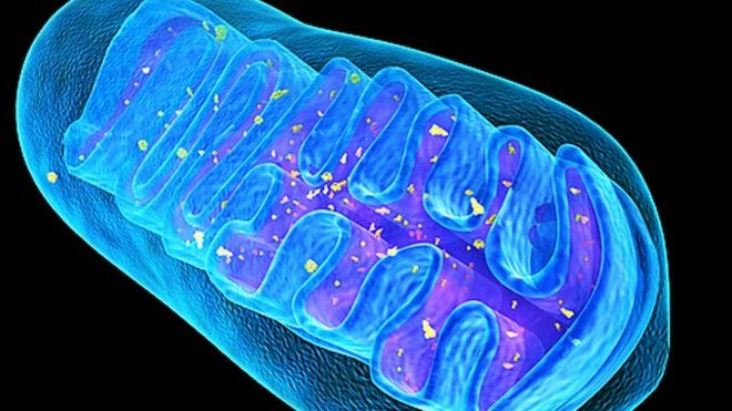 Mitochondrial DNA - artwork
