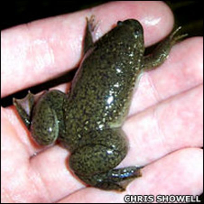 Xenopus tropicalis