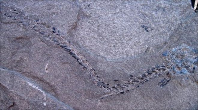Thrislington fossil