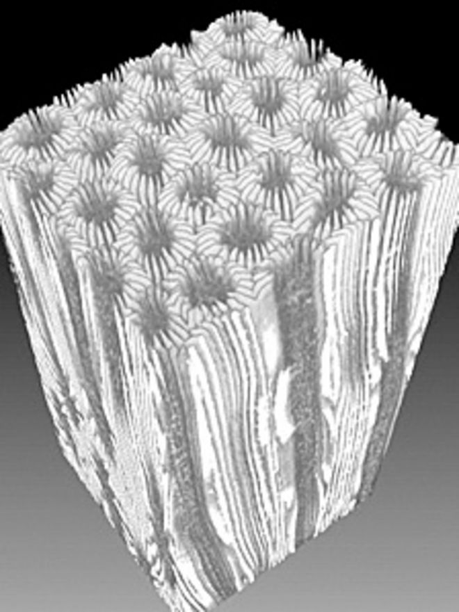 Компьютерная томография образца кораллового ядра (Изображение: Science / AAAS)