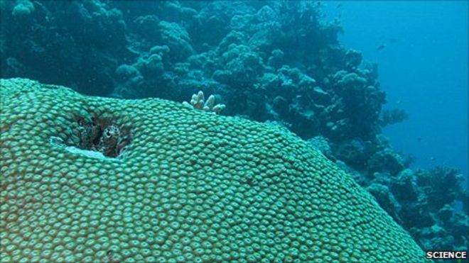 Diploastrea heliopora видов кораллов (Изображение: Science / AAAS)