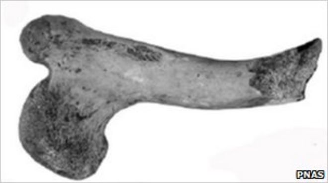 Кость ноги гигантской черепахи (Изображение: PNAS)