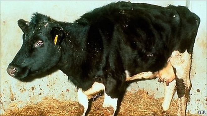 Корова, страдающая от BSE