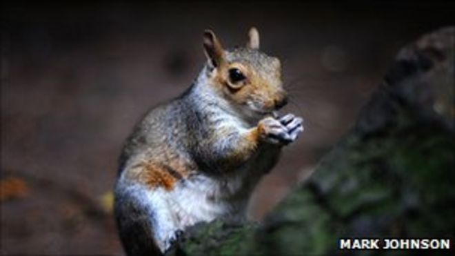 Белка с орехом (фото Марка Джонсона в группе Flickr BBC Autumnwatch)