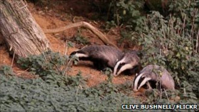 Барсуки появляются из своего поселения (Клайв Бушнелл, из группы BBC Autumnwatch Flickr)