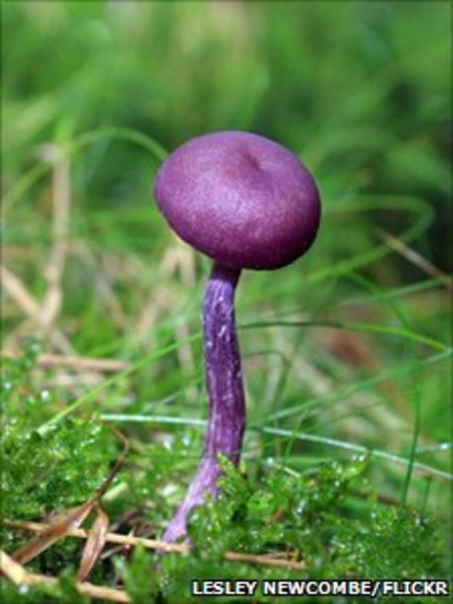 Amethyst Deceiver - съедобный фиолетовый гриб - от группы Flickr BBC Autumnwatch