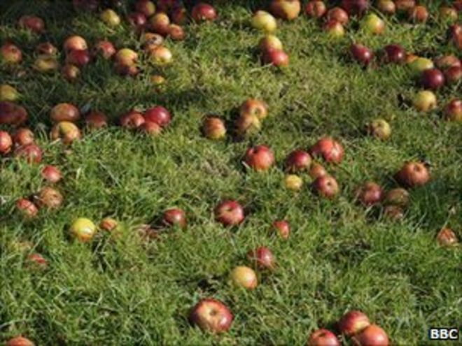 Яблоки в Херефордшире