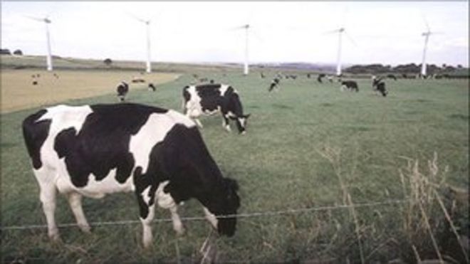 Коровы и ветряные турбины